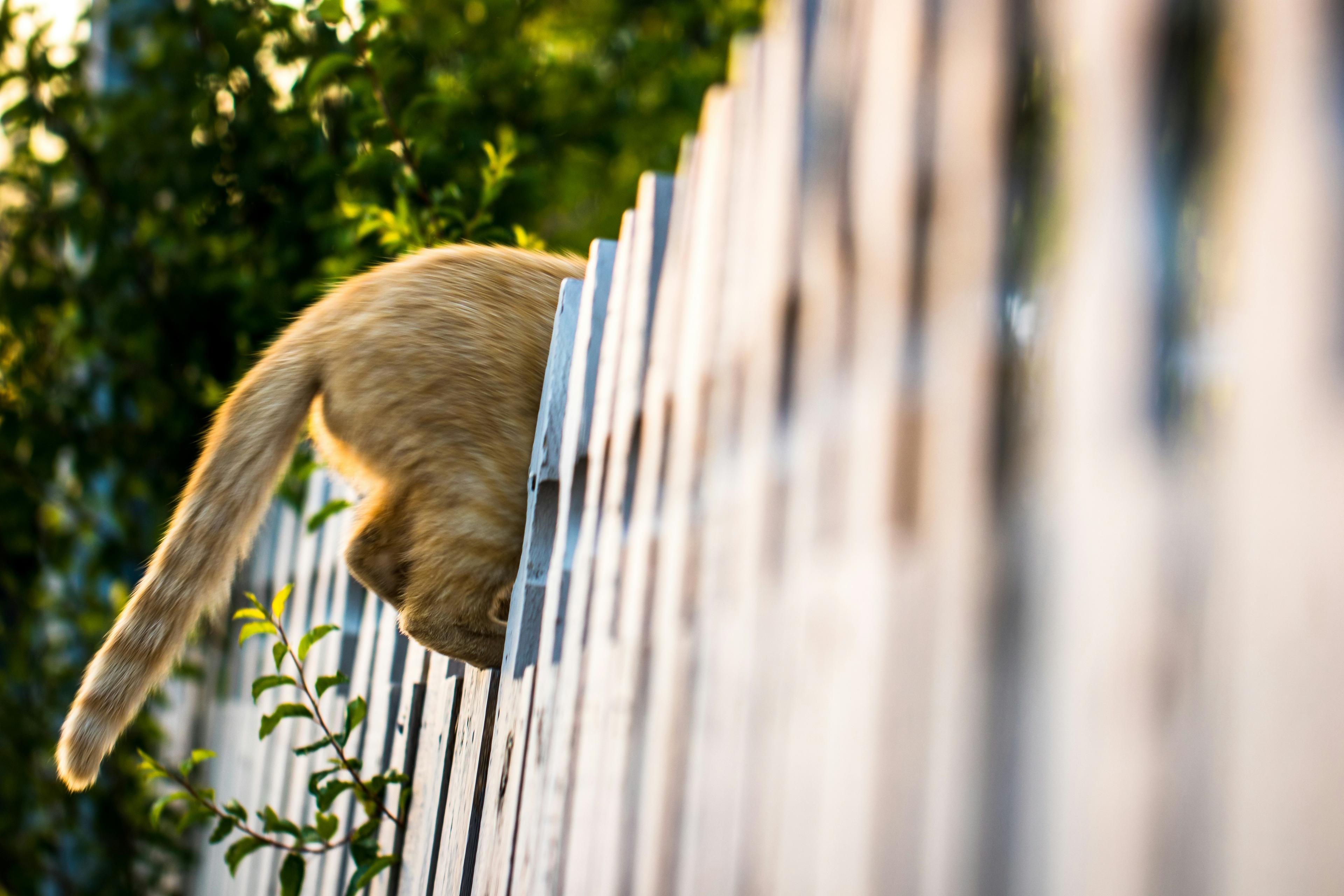 Zaun mit Katze